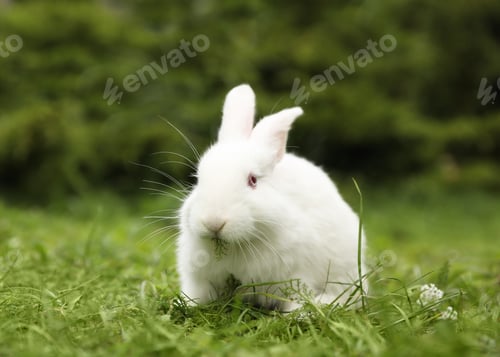 Preview: Cute white rabbit on green grass outdoors