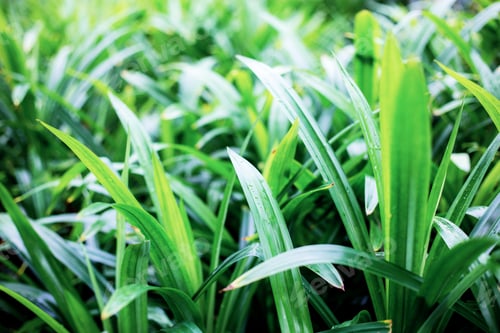 Preview: Plant in garden at sunrise