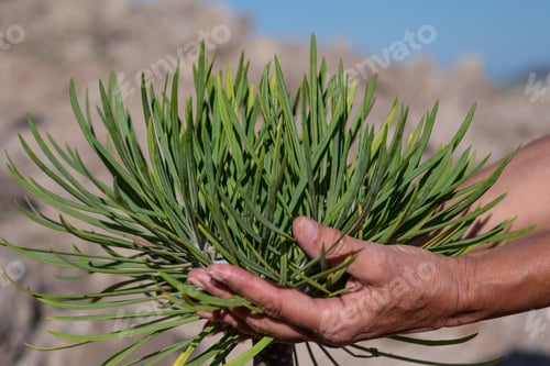 Preview: Woman's hands touching a kleinia tropical plant in full bloom, blue sky in background