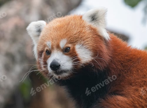 Preview: Red Panda, Firefox Or Lesser Panda Ailurus Fulgens On The Tree.