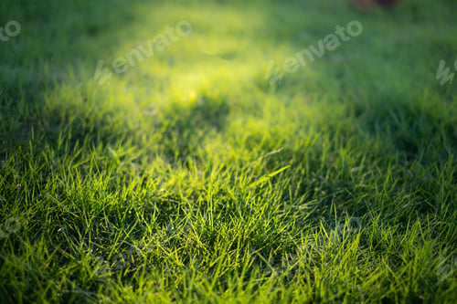 Preview: the grass