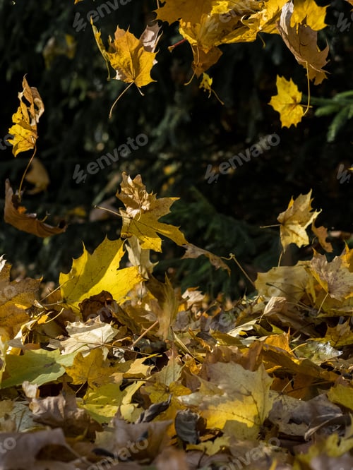 Preview: Falling leaves on a sunny autumn day