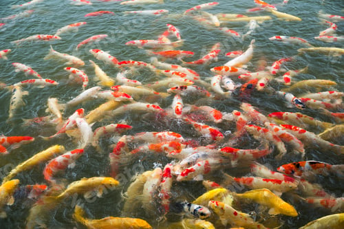 Preview: Koi fish pond