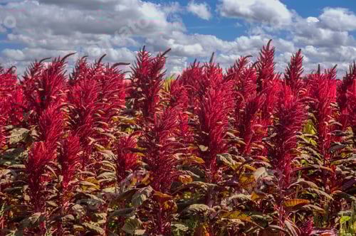 Preview: Amaranthus field natural plant