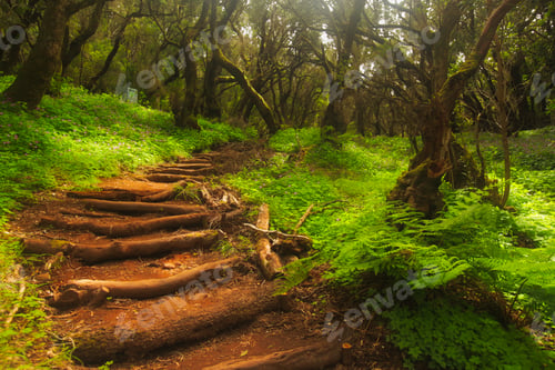 Preview: Forest stairs in a Garajonay national park