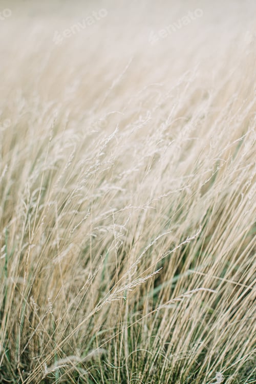 Preview: Dried panicle grass texture background. Soft beige dried meadow grass. Abstract natural minimal