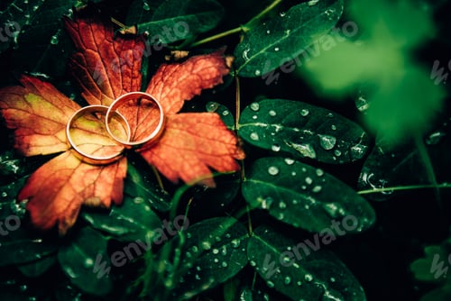 Preview: Wedding rings