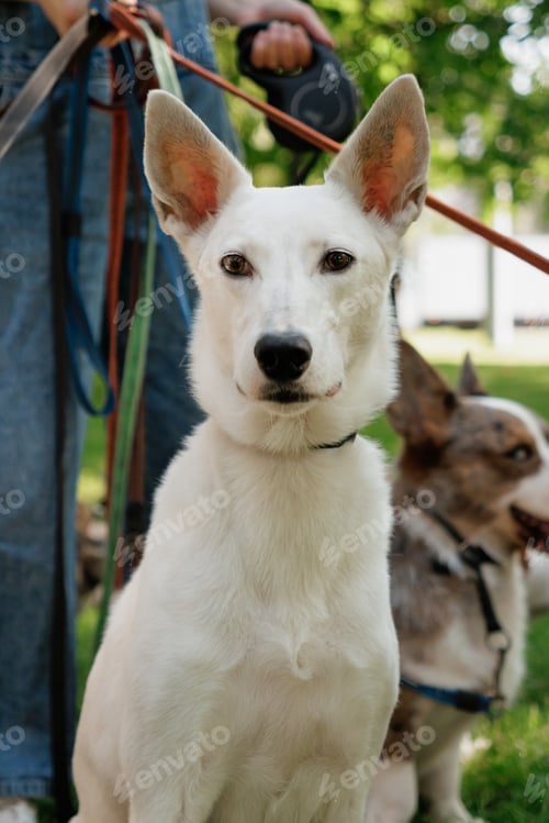 Preview: white dog in park on walk with its owner. walking and training of pets during daytime.