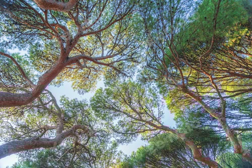 Preview: Fir tree crowns.