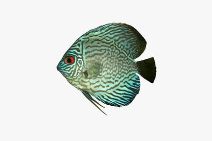 Preview: Discus fish with striped pattern and black fins