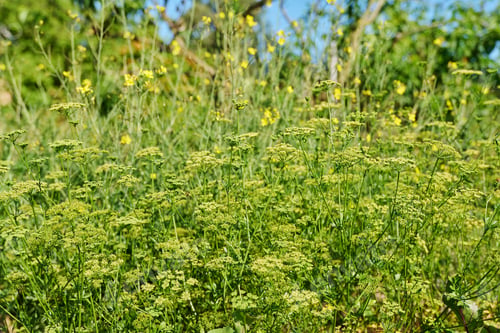 Preview: Close up of parsley plant with branches with seeds