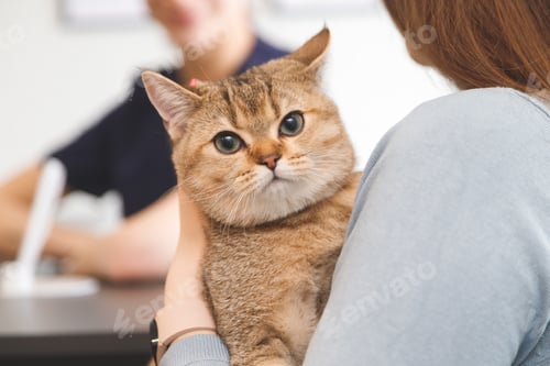 Preview: Young woman with cat at the reception in vet clinic. Animal health care concept
