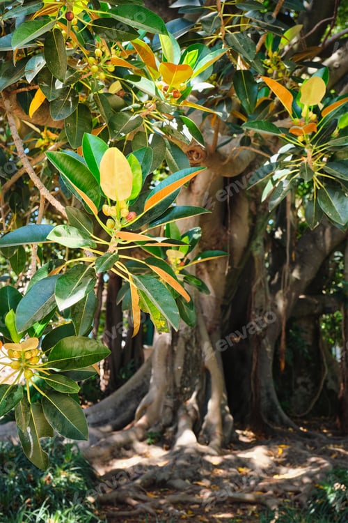 Hojas y frutos de Ficus macrophylla
