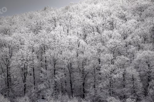 Preview: Beautiful view of a dense forest on the mountains covered in snow on a foggy day
