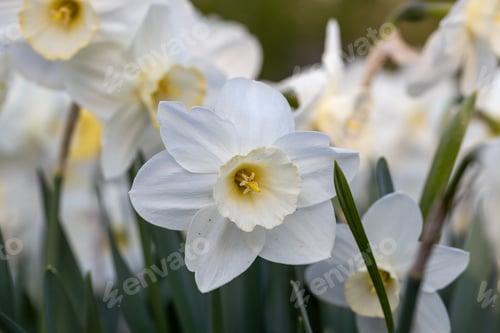 Preview: Close-up of white narcissus flowers (Narcissus poeticus) in spring garden