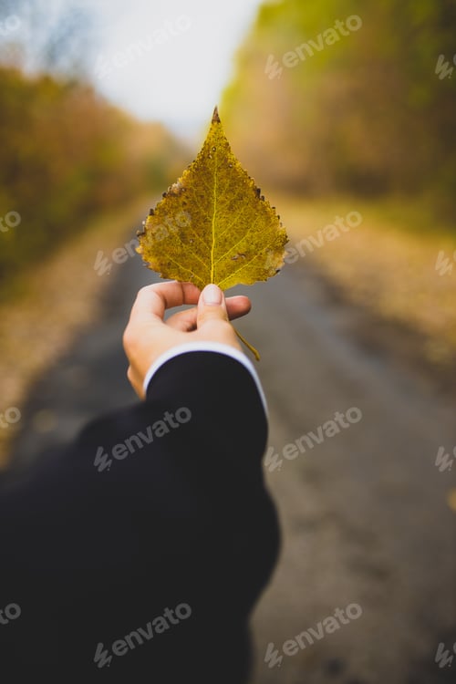 Preview: The girl holds an autumn leaf in her hands. Autumn leaf. Fall colors. Seasonal nature. Fall color.