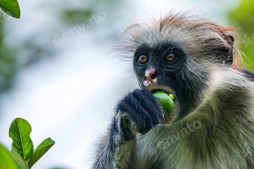 Preview: Zanzibar red colobus or Procolobus kirkii