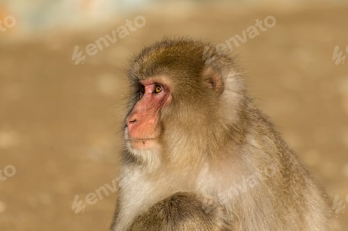 Preview: Monkey in wildlife