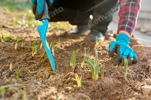 Preview: Seasonal spring gardening, woman's hands with tools on a flower bed with sprouting flowers