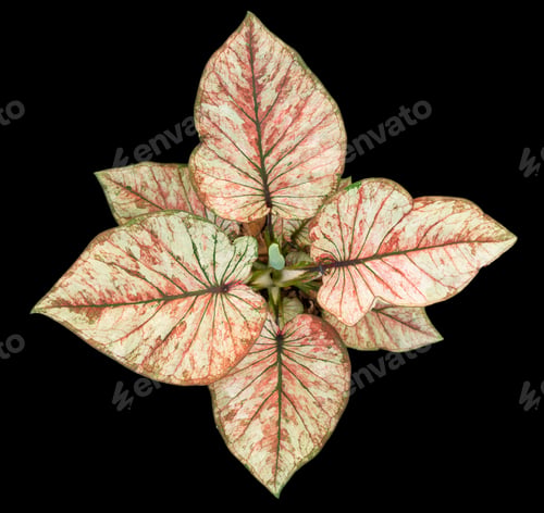 Preview: Beautiful colorful caladium on Black background isolate with clipping path.