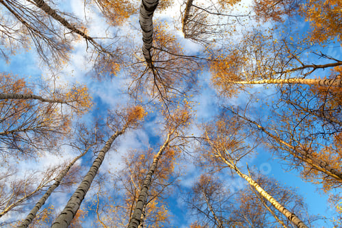 Preview: Low Angle View of Autumn Trees Against Blue Sky
