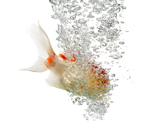 Preview: Side view of a diving lion's head goldfish