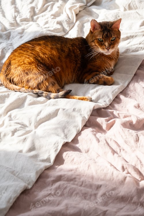 Preview: Ginger Cat Lying on a White and Pink Bed