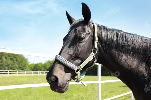 Preview: Dark bay horse in paddock on sunny day. Beautiful pet