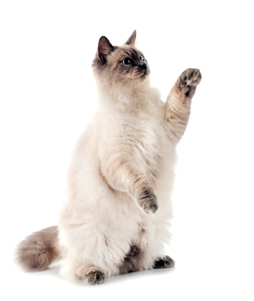 Preview: siberian cat in studio