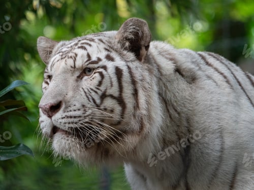 Preview: Closeup shot of a majestic white tiger in the zoo. France