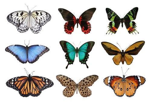 Preview: Set of beautiful butterflies on white background