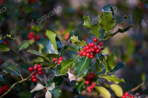 Preview: Holly berries
