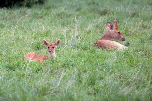 Preview: Young red deer in the grass