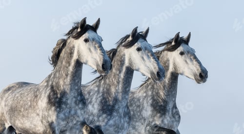 Preview: Three horses
