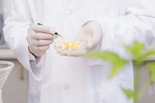 Preview: Scientist examining corn in petri dish in the laboratory