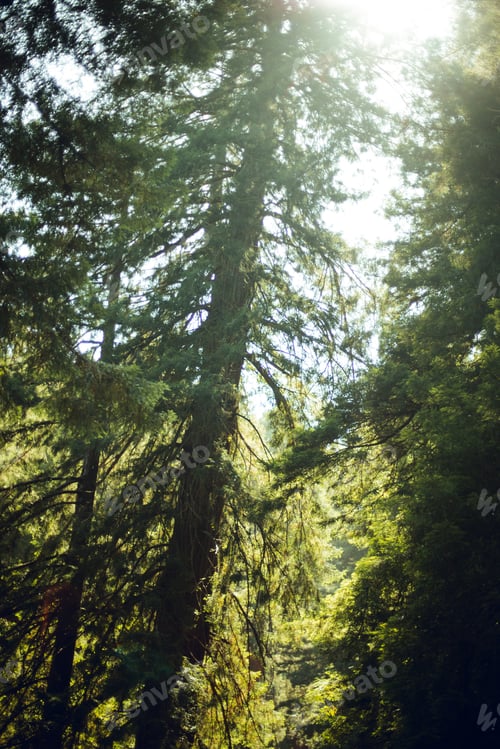 Preview: High green trees in forest in summer