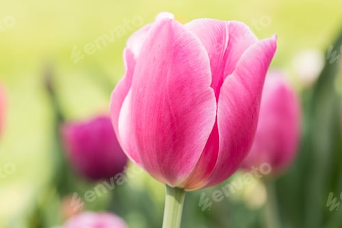 Preview: Pretty Pastel Pink Tulip In Holland Michigan In Springtime
