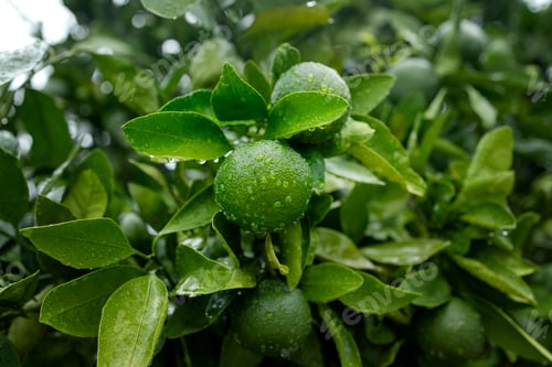 Preview: Close-up of green tangerines on a branch in raindrops