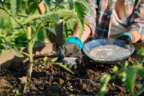 Preview: Close up of mineral fertilizers in hands, fertilizing tomato plant