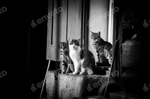 Preview: Grayscale of four cats perched on a window sill looking at the camera