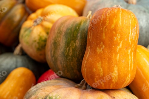 Preview: Background of a lot of colorful pumpkins