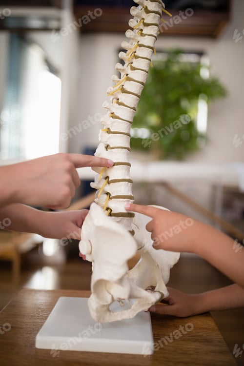 Preview: Cropped hands of female therapist and boy pointing at artificial spine