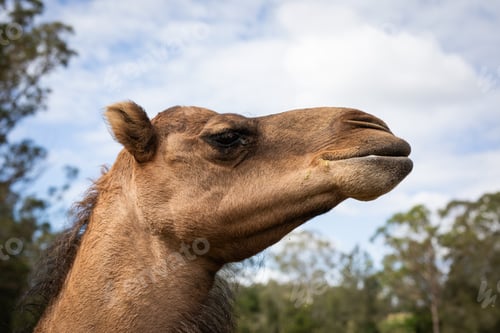 Preview: Brown camel head, profile, cloudy sky