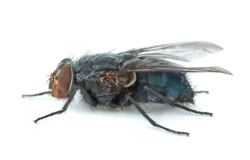 Preview: Big blue redhead fly (Calliphora vicina)
