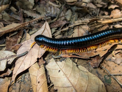 Preview: Closeup of Flame Leg Millipede (Trigoniulus macropygus) on dry leaves