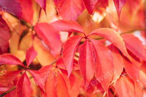Preview: close up of beautiful autumnal plants with red leaves