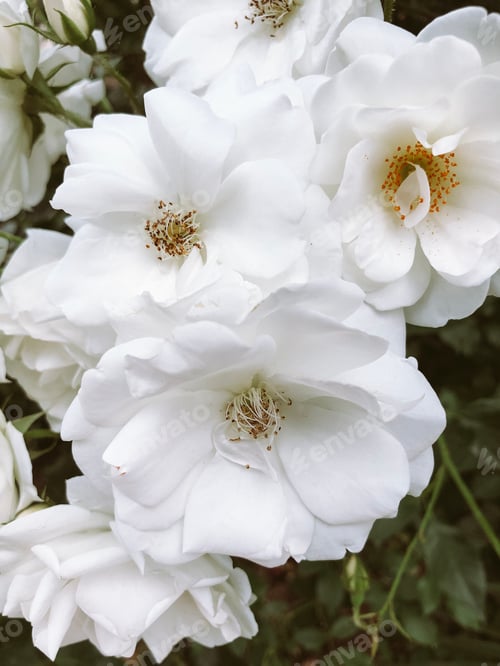 Preview: rose hips blooming with white roses