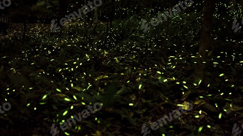 Preview: Yellow light of firefly insect flying in the night forest, background of Taiwan.