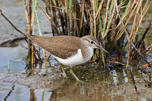 Preview: Common sandpiper (Actitis hypoleucos)