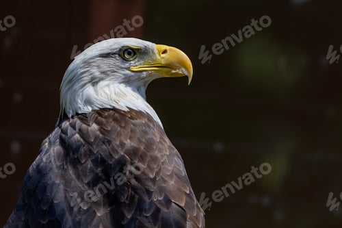 Preview: Bald Eagle Cloeup Portrait